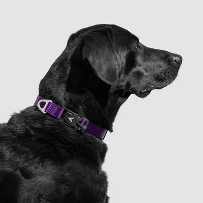 Lifetime Lite Collar - Blemish