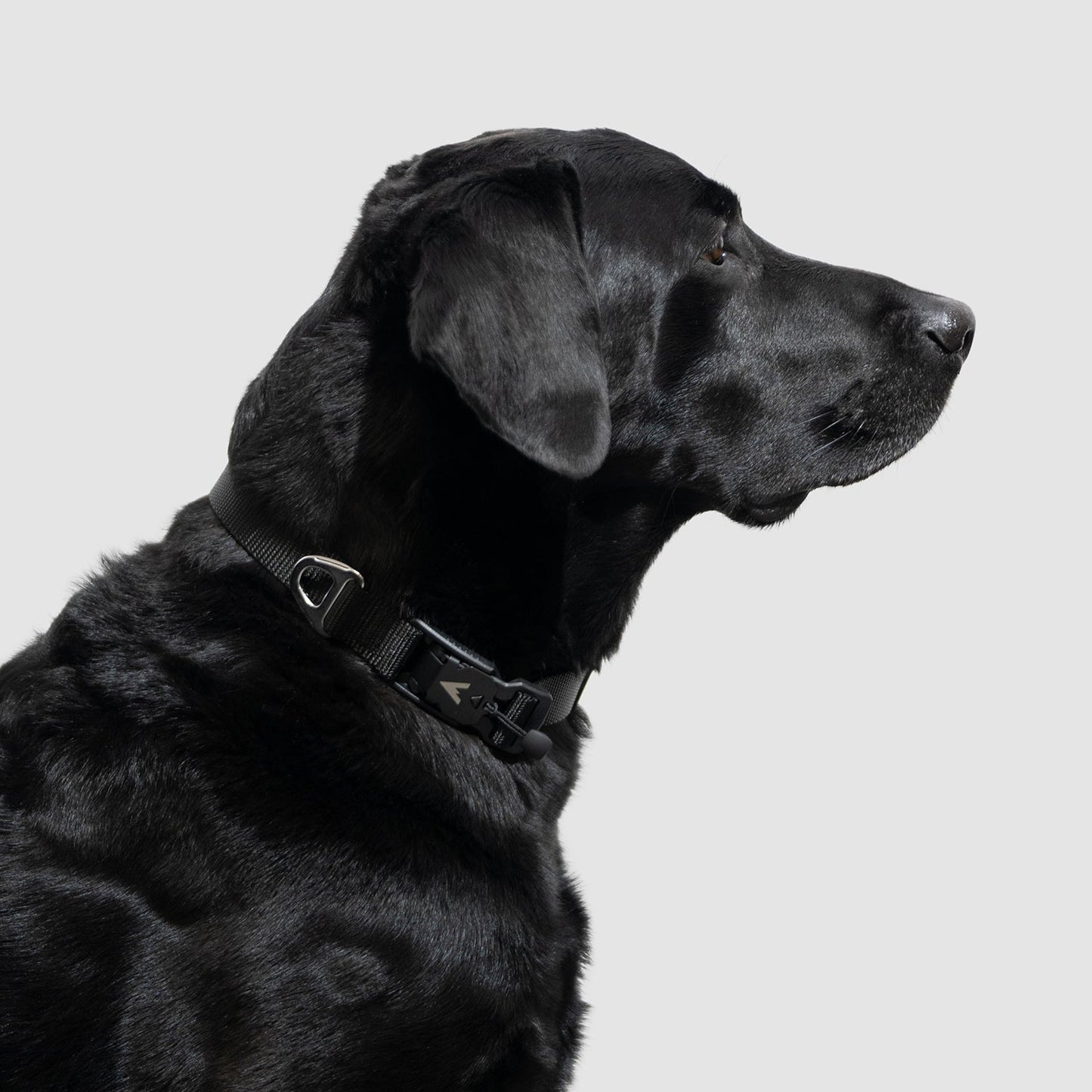 Lifetime Lite Collar - Blemish