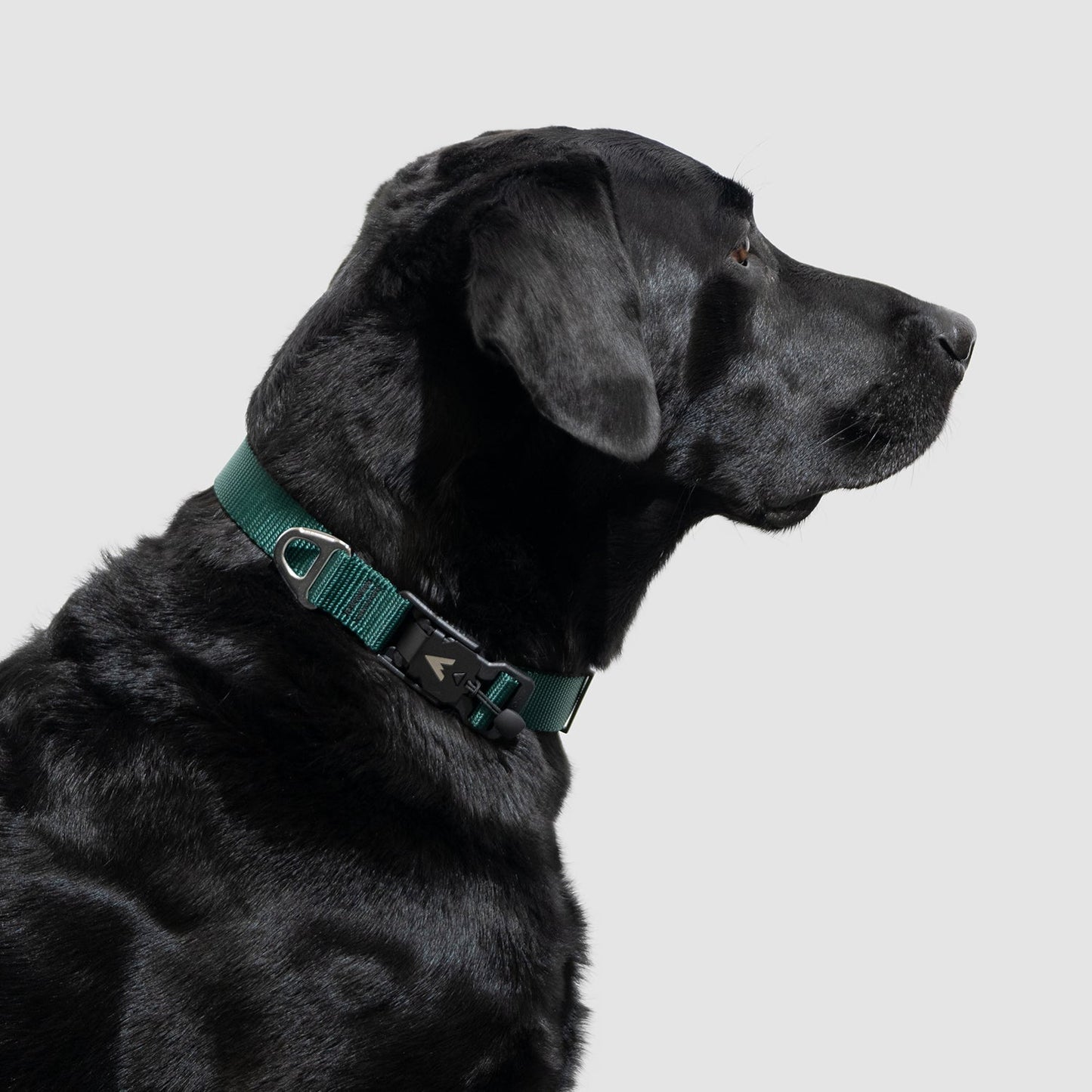 Lifetime Lite Collar - Blemish