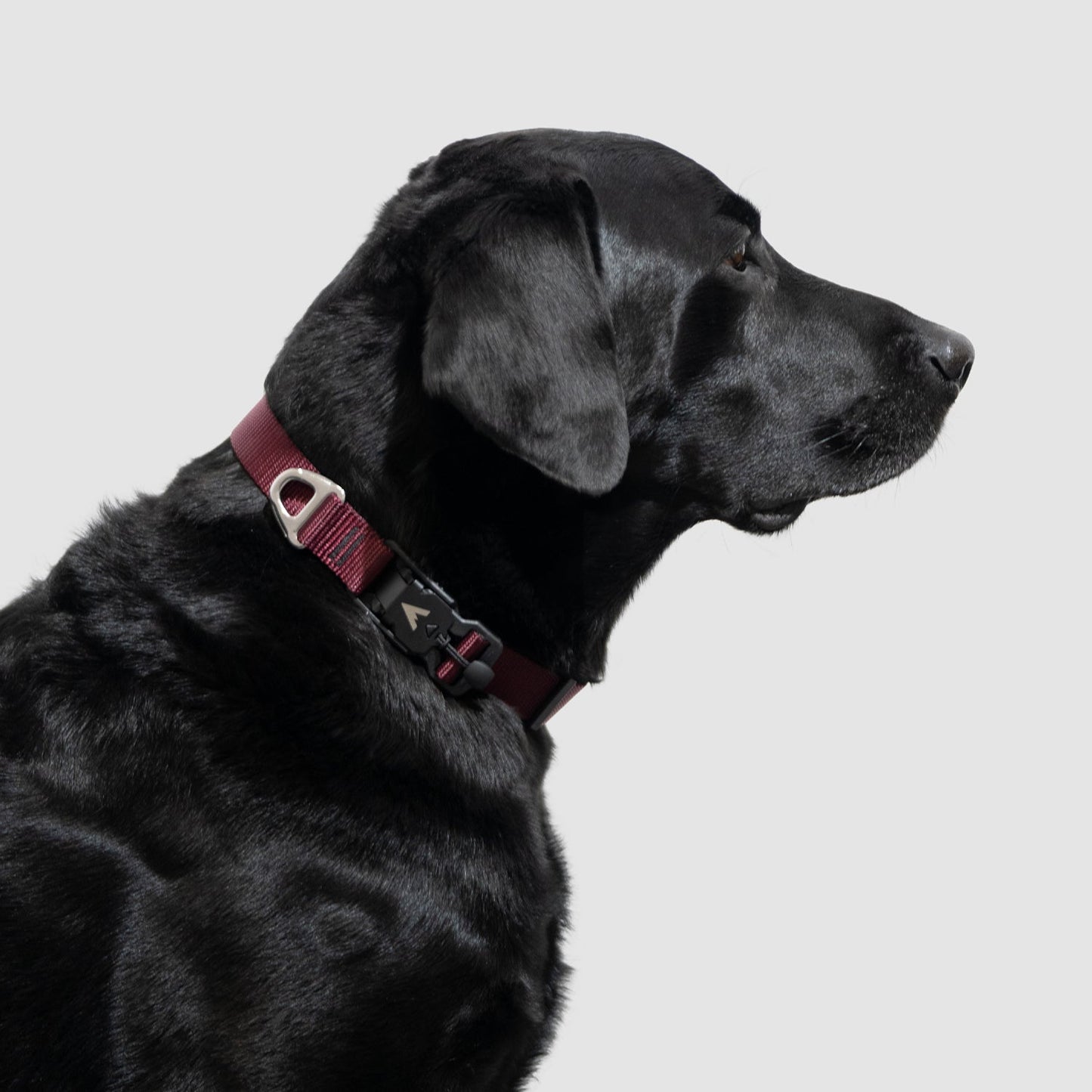 Lifetime Lite Collar - Blemish